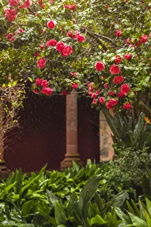 Spain, Canary Islands, Tenerife Island, San Cristobal de La Laguna