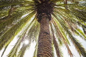 Spain, Canary Islands, Tenerife Island, Masca, palm tree