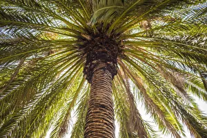 Spain, Canary Islands, Tenerife Island, Masca, palm tree