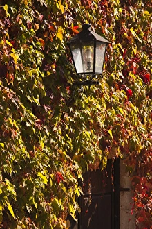 Images Dated 21st October 2011: Spain, Cantabria Region, Cantabria Province, Santillana del Mar, leaf-covered wall