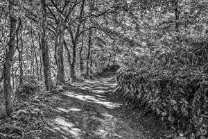 Way Of St Prints: Spain, Galicia. Camino de Santiago (Way of St. James) in Galicia between Vilei and Morgade