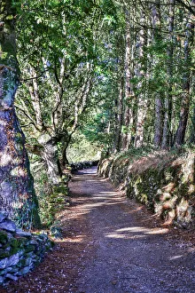 Way Of St Prints: Spain, Galicia. Foggy morning on the Camino de Santiago between Morgade and Portomarin