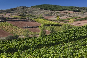 Spain, La Rioja Region, La Rioja Province, Bobadilla, vineyards