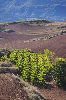 Images Dated 12th October 2011: Spain, La Rioja Region, La Rioja Province, Bobadilla, vineyards