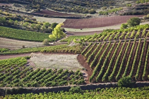 Spain, La Rioja Region, La Rioja Province, Bobadilla, vineyards