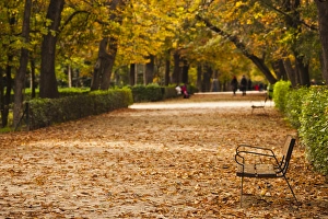 Hispanic Prints: Spain, Madrid, Parque del Buen Retiro park, fall foliage
