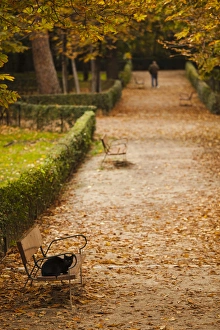 Spain, Madrid, Parque del Buen Retiro park, fall foliage
