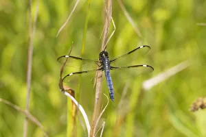 Images Dated 19th June 2017: Spangled Skimmer (Libellula cyanea) male Glass Lizard Fen Ripley Co. MO