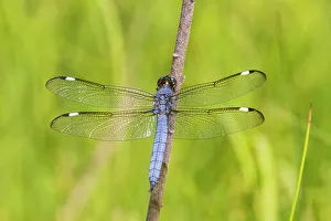 Spangled Skimmer male, Marion County, Illinois