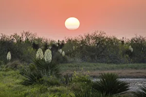Images Dated 2nd March 2018: Spanish dagger (Yucca treculeana) in bloom
