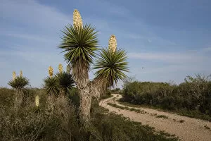 Places Collection: Spanish dagger (Yucca treculeana) in bloom