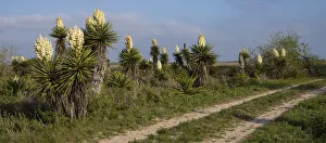 Images Dated 2nd March 2018: Spanish dagger (Yucca treculeana) in bloom