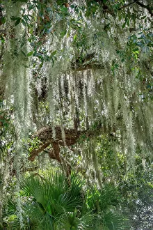 Saw Palmetto Prints: Spanish moss on a live oak tree