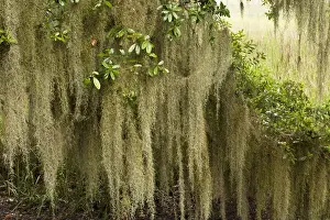 Moss Prints: Spanish moss (Tillandsia usneoides) growing upon Southern Live Oak (Quercus virginiana)