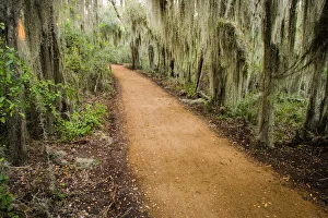 Hidalgo County Prints: Spanish Moss (Tillandsia usneoides) at Santa Ana National Wildlife Refuge, Texas