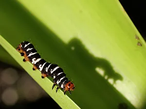 Images Dated 15th November 2023: Spanish moth caterpillar, Southern Florida