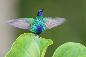 Alight Prints: Sparkling violet-ear hummingbird, alighting in territory display in northern Peru