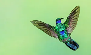 Hummingbird Prints: Sparkling violetear flight display in northern Peru