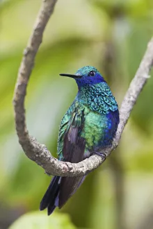 Sparkling violetear hummingbird