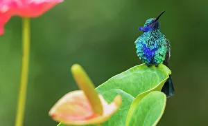 Territory Prints: Sparkling violetear hummingbird, territory display in northern Peru
