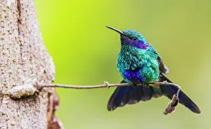 Hummingbird Prints: Sparkling violetear hummingbird, territory display in northern Peru