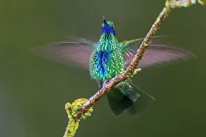 Cloud Forest Prints: Sparkling violetear hummingbird alighting in Ecuador