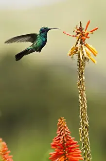 Sparkling Violetear Hummingbird (Colibri coruscans), base of Chimborazo Volcano, Andes