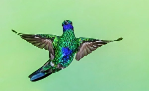 Dance Prints: Sparkling violetear hummingbird flying, Northern Peru