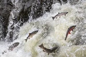 Coho Prints: Spawning Coho salmon swimming upstream on the Nehalem River in the Tillamook State Forest