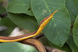 Spear nose snake ( Langaha madagaseariensis ) camouflaged to resemble tree branches and twigs