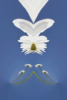Images Dated 17th April 2011: Special effects on daisy flower, Macon, Georgia