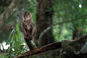 Images Dated 4th October 2006: one of four species of the spider monkey in the Amazon jungle, Ecuador, South America