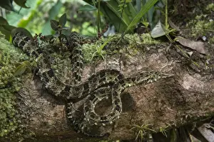 Images Dated 19th August 2014: Speckled forest-pitviper (Bothriopsis taeniata)Amazon, ECUADOR. Vivarium ID # 3348