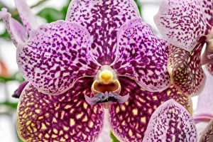 Phalaenopsis Prints: Speckled moth orchid