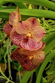 Orchid Prints: Speckled vanda orchid