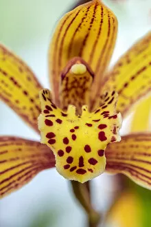 Floral & Botanical Gallery: Speckled yellow Orchid