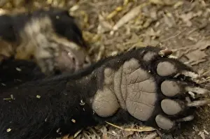Images Dated 19th September 2005: Spectacled or Andean Bear (Tremarctos ornatus) bear paw, Cloud Forest and Paramo Habitat