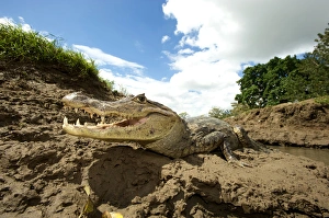 Andres Morya Prints: Spectacled Caiman (Caiman crocodilus), Costa Rica