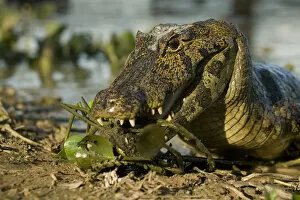 Images Dated 1st June 2004: Spectacled Caimen, Caiman crocodilus, by the rivers edge in the Pantanal, Brazil