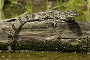 Spectacled Caimen, Caiman crocodilus, by the rivers edge in the Pantanal, Brazil