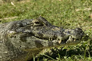 Images Dated 30th May 2004: Spectacled Caimen, Caiman crocodilus, by the rivers edge in the Pantanal, Brazil