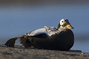 Images Dated 9th June 2014: Spectacled Eider