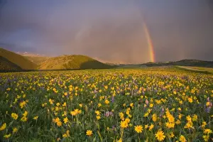 Gravel Road Prints: Spectacular wildflower meadow at sunrise in the Bighorn Mountains of Wyoming