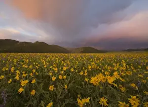 Spectacular wildflower meadow at sunrise in the Bighorn Mountains of Wyoming
