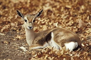 Images Dated 1st September 2009: Spekes Gazelle (Gazella spekei)
