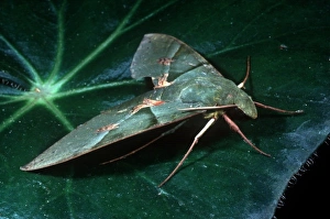Russell Gordon Prints: Sphinx moth, Argentina