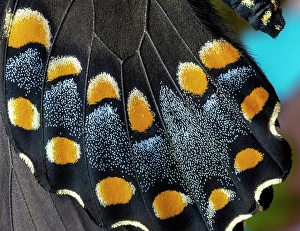Images Dated 4th September 2024: Spicebush butterfly, close-up of wing detail