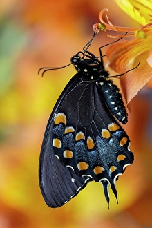 Images Dated 4th September 2024: Spicebush butterfly on flowers of Peruvian lily