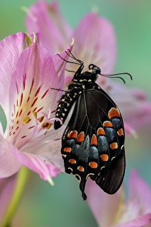 Images Dated 4th September 2024: Spicebush butterfly on flowers of Peruvian lily