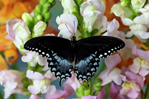 Images Dated 4th September 2024: Spicebush butterfly on flowers of pink snapdragon